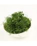 250g Gynostemma Pentaphyllum Wild Jiaogulan Tea 100% Natural Organic Herbal Tea