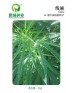 feminized hemp seed